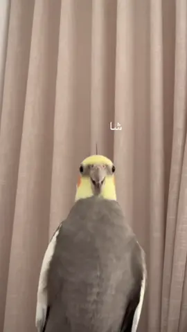 يضحكني صوته وهو يتكلم 😂💛 #Cockatiel #كروان #bird #birdsinging #كوكي 
