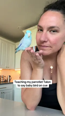 Talon started mimicking me saying “baby bird” among a few other words/phrases on his own but I thought it would be fun if he did it on cue instead of just randomly so I decided to train it as a trick. #talon #parrotlet #babybird #bird 