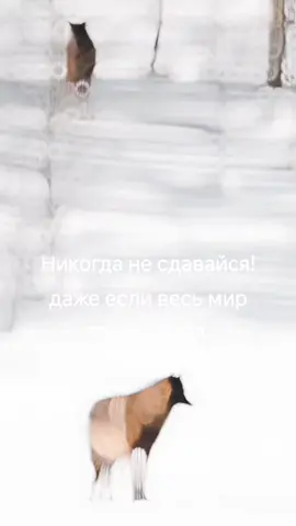 #волки🐺 #мотивация #мудрость #цитаты #рекомендации 