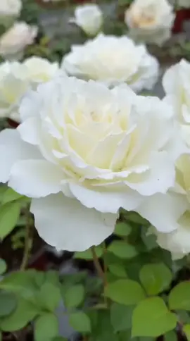 Bibit Bunga Mawar Putih #mawar #roses #fyp #tanamanhias 