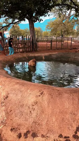Edición especial - sin ti -  #bioparqueestrella  #capibara 