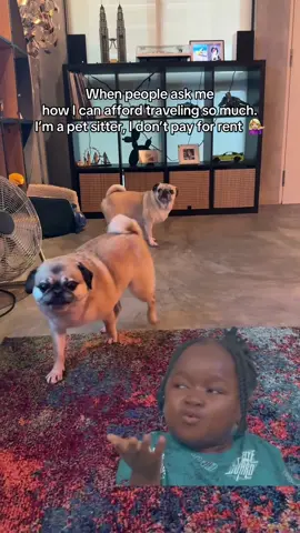 I’m a big pet sitter hustler 🤭🐶 #petsitting #travel #budgettravel #rentfree  *owners consent given to show pets and property 