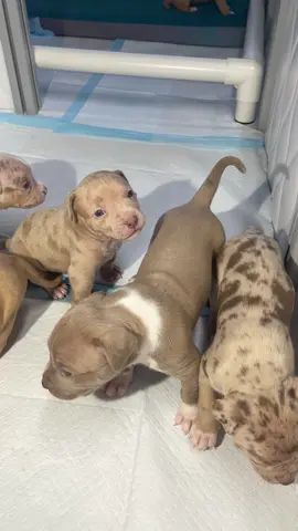 #xlbully #puppiesoftiktok #fyp #fypage 