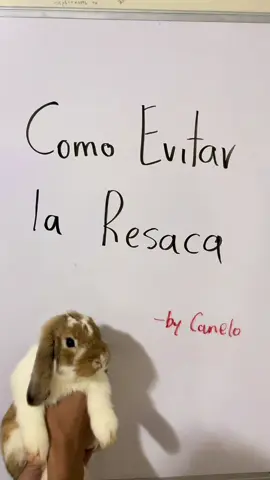 Canelo Resaca  #canelo #conejo #humor #resca #peda 