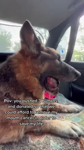 #DogTok #DogsOfTikTok #DogRescue #AdoptDontShop #donatefordogs 