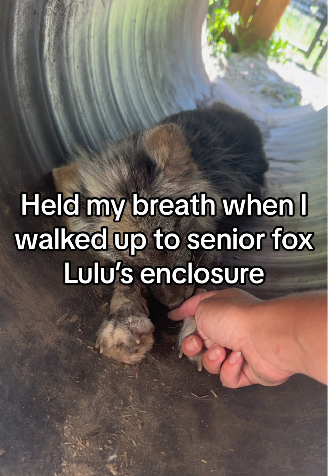 This golden age girl stole the internet just shy of a year ago when I first shared a video clip of her scary-deep nap tendencies. 💤 I’m happy to report that our old, sweet and sassy Lulu, an #ArcticFox, is still here, and she’s still happily giving me a scare on a daily basis - especially if it’s toasty out and she wants to partake in minimal movement! (Relatable) Oh, but when it’s her enclosure’s turn for Fox Yard time? You better believe this old lady still knows how run, move and groove! #wildlife #rescue #scare #animals
