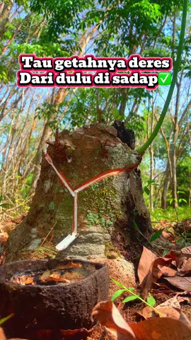 Kalo tau GETAH karetnya deres sudah dari dulu di sadap #petanikaret #getah #getahkaret #noreh 