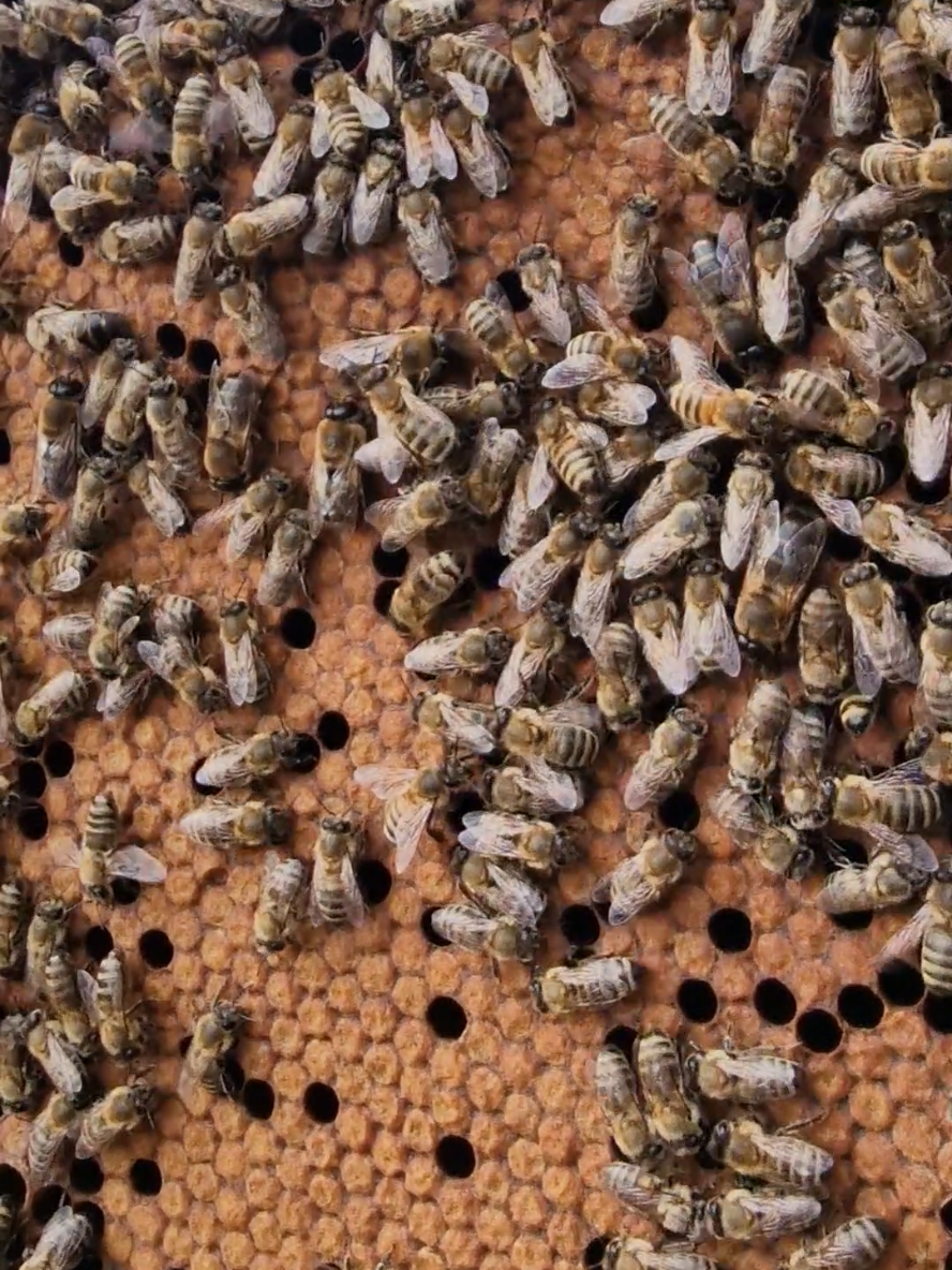 #bees #apicultura #miere #honey #1 
