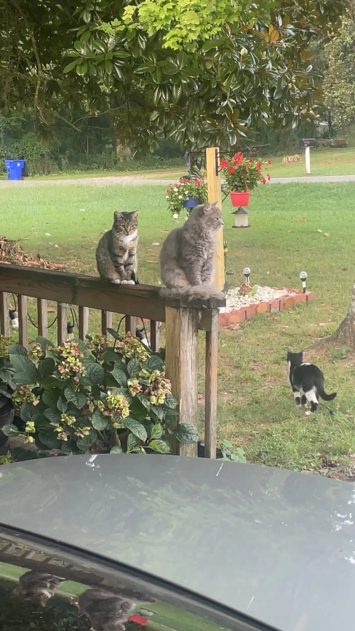 La canción que tiktok le puso a la foto que bien sabe que ellos viven sin preocuparse #fyp #parati #gato 