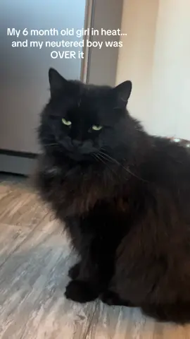 He was neutered 7 years ago… #cat #catsinheat #foryoupage❤️❤️ #neutered #fyp 