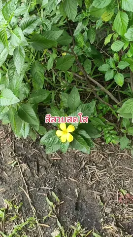 สวยมาก#สีสันสดใส #มาแรงในtiktok #สินค้าคุณภาพ 