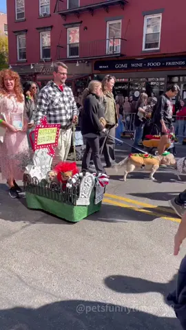 Halloween Dog Parade #dog #foryou #dogsoftiktok #funny 
