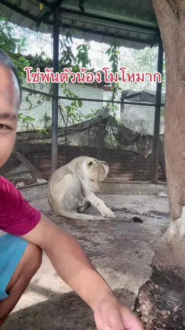 น้องมเหสีโมโหโซ่พันตัวกัดโซ่โชว์🦁❤️