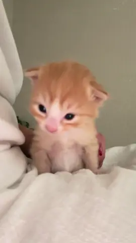 #catsoftiktok #xyzbca #foryou #viral #fypシ 
