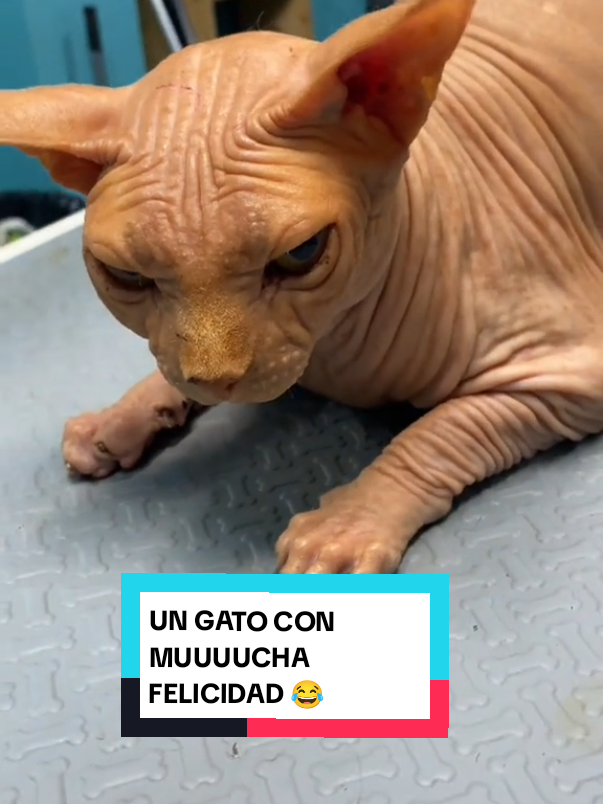 UN GATO SIN UN PELO DE TONTO 🐱😅 #dalemeencanta♥️🙏🏽 #viral #fyp #parati 