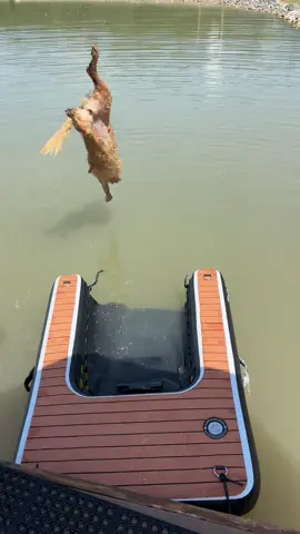 When your golden has turned into a adrenaline junkie  #fyp #dogsoftiktok #goldenretriever #PetsOfTikTok #trending 
