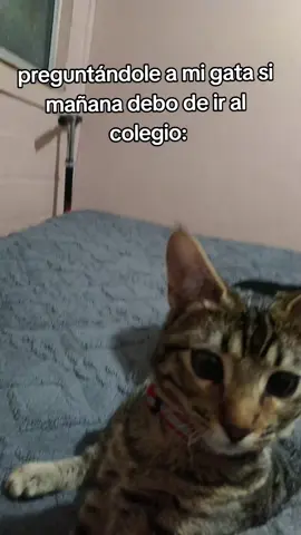 No lo digo yo le dice mi gata #gata #lyra #foryoupage #wxycba 
