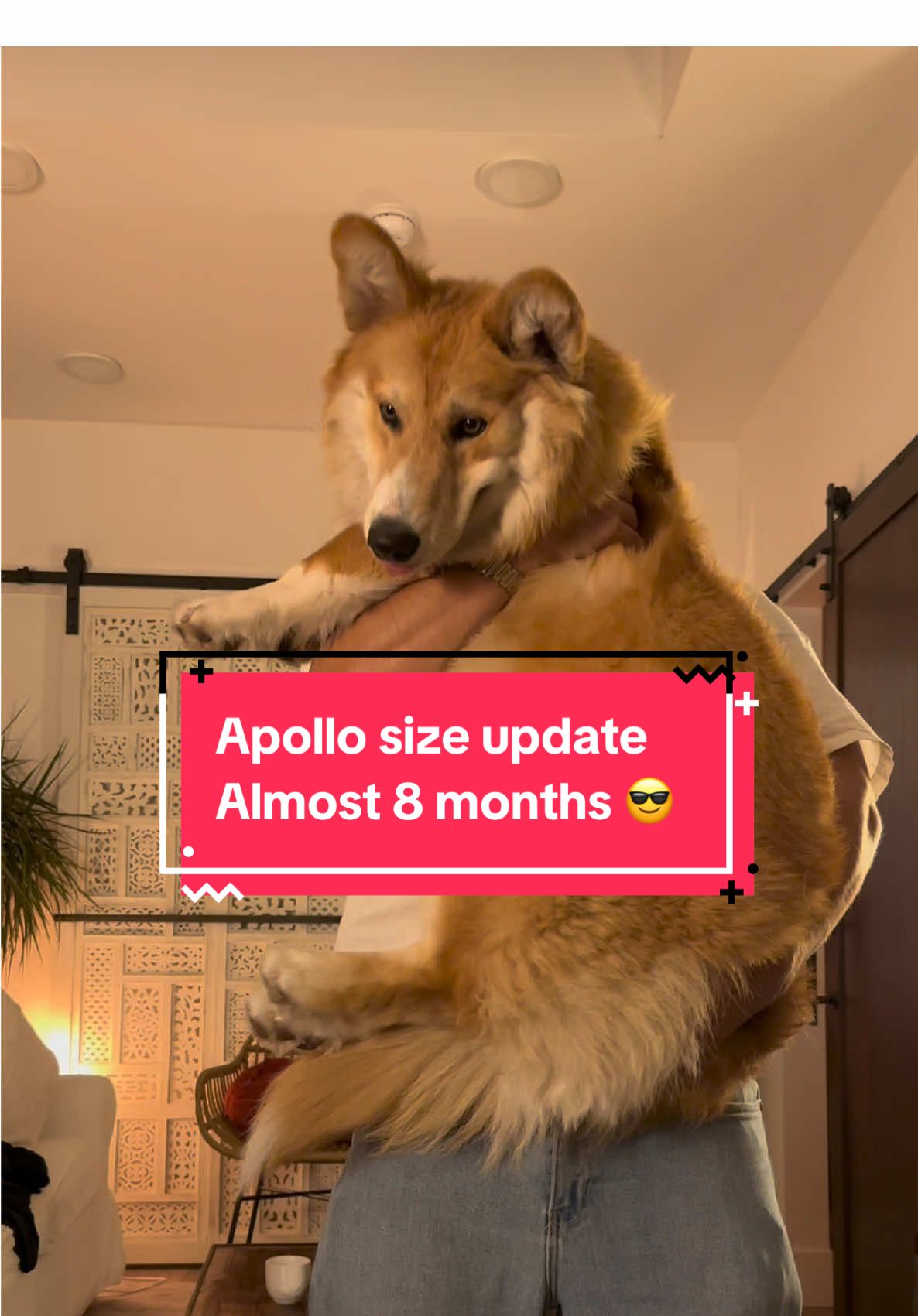 BIG BOI TIME #dog #puppy #dogsoftiktok #corgi 