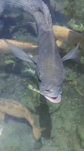 ikan sumbing #lubuksikaping_pasaman  #gorlubuksikaping  #soundsumbing #fyp 