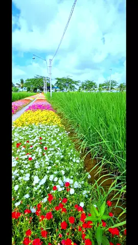 Đường vào nhà em!#xuhuong #trạigàđáDũngTrang 