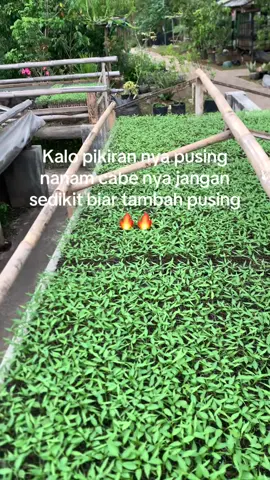 Biar makin mumet☠️#petaniindonesia🇮🇩🇮🇩🇮🇩🌿🌿 #masukberanda #fypage #fylpシ #petanimuda 