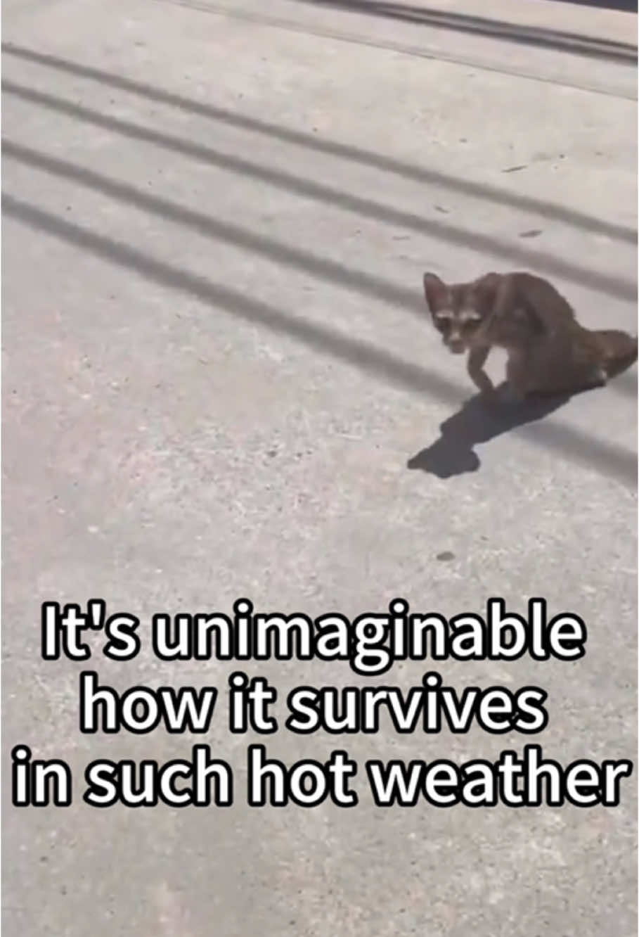 It’s too cruel...#straycat #fy 