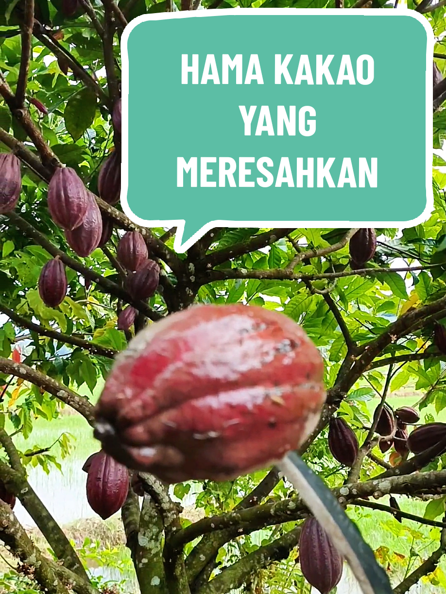 Hama buah kakao yang paling meresahkan #kakao #buahkakao #duniakakao 