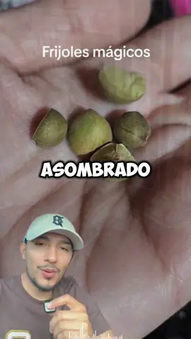 Por esta razón se mueven los frijoles saltarines #fy #osmarus #fyp