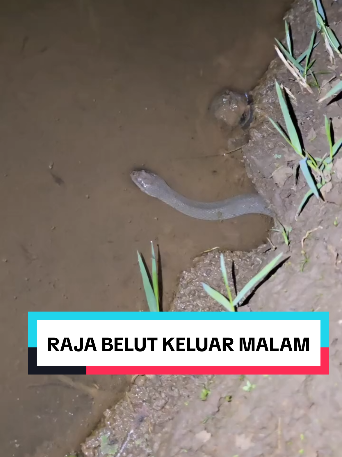 Rajanya belut nih, suka ada saat ngobor belut. #fishing #mancingbelut #belutbabon #belut #mancing 