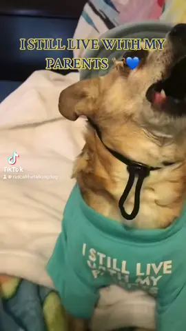 OLD DOGS 🐶 DO LEARN NEW TRICKS 🩵😁#dogs #fy #dogsoftiktok #cute #pets