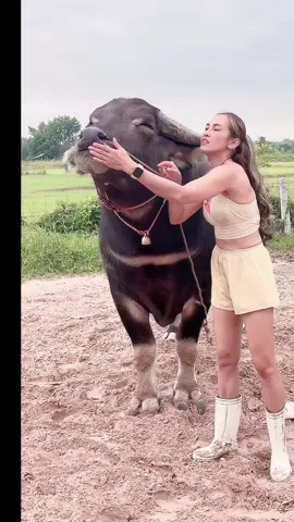 ของแทร่#น้องควายฉลาดแสนรู้ #viralvideo #viral?videotiktok💘❤️‍ 