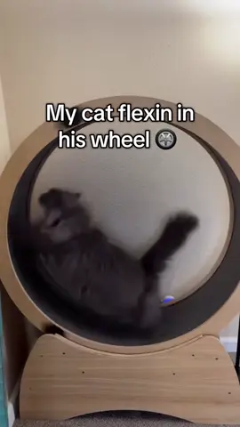 Great way for your cat to get out the zoomies! #zoomies #cattoys 