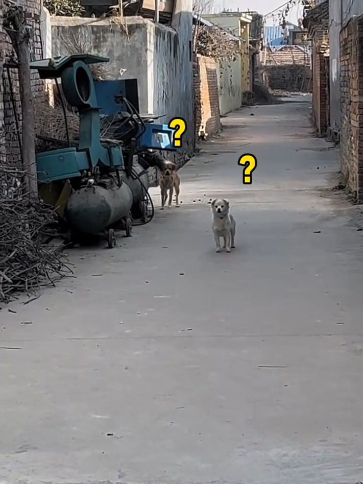 Even the dog got confused here 😅🐶 #dogsoftiktok #prankwithdog #funnyprankvideos #funnydogsoftiktok #fyp 