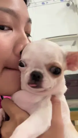 Phía sau lưng anh kìa....🌦️#chihuahuamini #chihuahua #xh #xhhhhhhhhhhhhhhhhhhhhhhh 