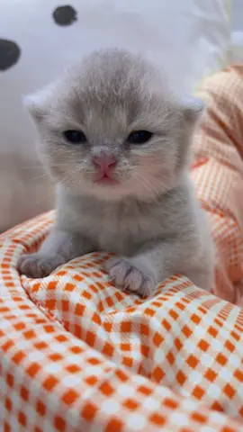 kitten#fyp#kittensoftiktok#cutekitten#catlover#toocute#catvideo#kitty#babykitten#kitten#cutecat#catlover#foru