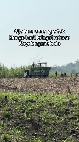 Mitra tebu#pejuangrupiah #fyppppppppppppppppppppppp #masukberanda #tebuindomaret #anakpetani 