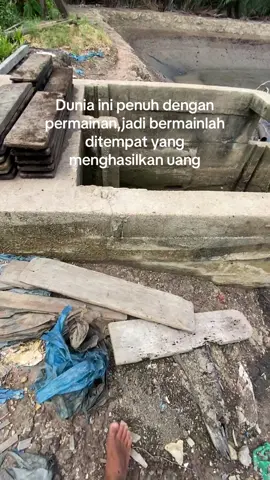 Panen total🦐🦀 #petambakmuda #fypシ 