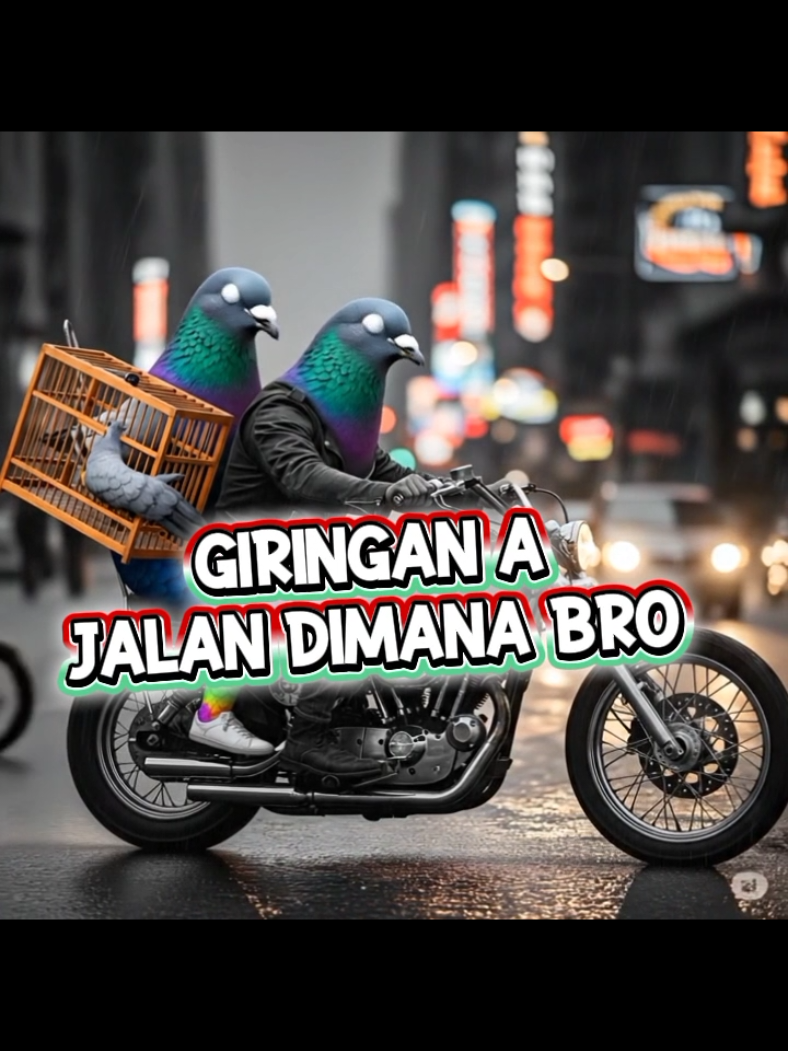 giringan A jalan dimana bro#merpatikolong #merpatilovers #fouryoupage 