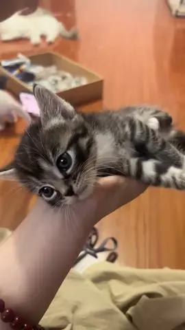 So cute #cutecat #pet #kucing #kitty 