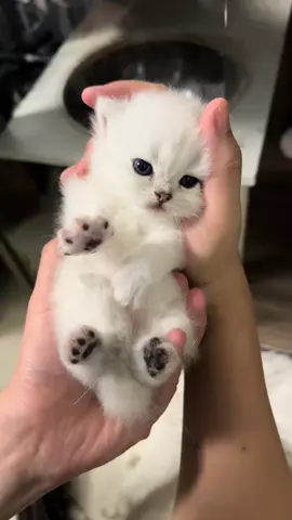 So cute #cutecat #pet #kucing #kitty 