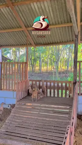 🦆 Mau Punya Usaha Bebek Petelur Tapi Gak Punya Lahan atau Waktu? Sekarang kamu bisa punya peternakan sendiri tanpa harus repot mengurusnya setiap hari! Cukup titip ternak bebek petelur di farm kami, dan nikmati hasilnya dalam bentuk panen telur & laporan rutin tiap bulan. Kami menyediakan sistem yang transparan, terukur, dan profesional, cocok untuk kamu yang ingin mulai berinvestasi di sektor agribisnis tapi belum punya pengalaman langsung di lapangan. ✅ Perawatan harian oleh tim ahli ✅ Laporan perkembangan ternak ✅ Bagi hasil yang menguntungkan ✅ Cocok untuk pemula atau investor agribisnis  📢 Tertarik? Langsung DM kami untuk info lengkap & simulasi keuntungan.Jadikan bebek petelur sebagai sumber penghasilan pasifmu hari ini!##lewatberandamu #titipfarm #titippeternakan #bebeksehat #hewanternak #foryoupage ##panentelur #usahasampingan 