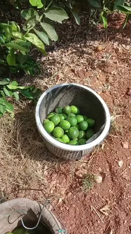 شغلنا ##ليمون ##مسس##