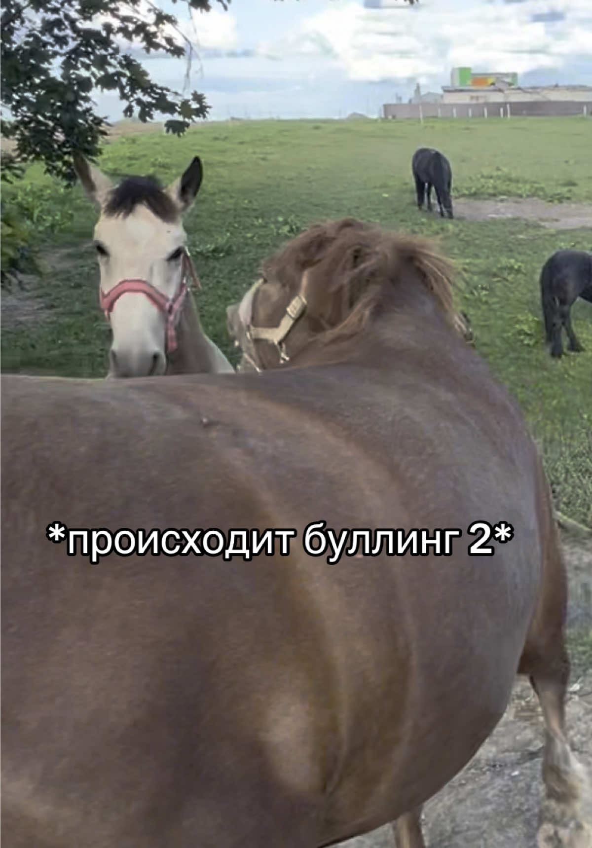 Часть вторая. Происходит буллинг… #конныйвлог #конникипоймут #рек #конныйспорт #табун 