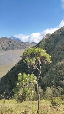 penanjakan bromo view nya memang gak pernah gagal#bromo #bromotenggersemeru #TNBTS #masukberanda #video #viraltiktok #fypage #fyppppppppppppppppppppppp 