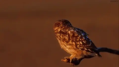 #OWLS | hoo hoo i made this for fun .   #fyp #edit #bloompogo (don’t support) #animals 