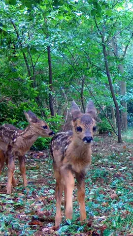 Thank you everyone for the love you showed for my latest YouTube video! 🙏 In case you haven't seen it yet, go watch it (if you want to) 😄 And if you did see it, and want to see more, here's a few shots from the previous Youtube video, which is filled with incredible cute fawns 😍 Oh and did you spot the little fern stuck between the antlers of the buck? 😂 #nature #deer #forest #fawns #bambi 