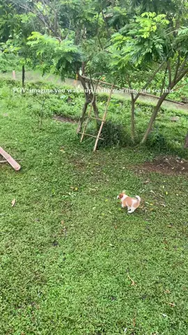 yung kaka gising mo lang tapus ito na makikita mo 🥰😍 #nostalgicvibes  #probinsyalife🌿🌿 