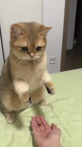 Nothing can stump a kitten.🐱 #foryou #fypツ #funnyvideos #kitten#funnycat#smartcat#catlover#catsoftiktok
