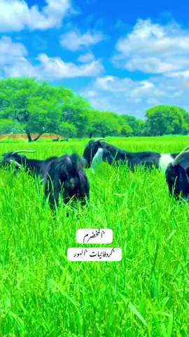 #اكسبلور #الشعب_الصيني_ماله_حل😂😂 #مليون_مشاهدة❤ 