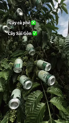 Hãy cười…đừng khóc 🤣 #81gialai #xuhuongtiktok #fyp #fypシ゚ #fypシ゚ 